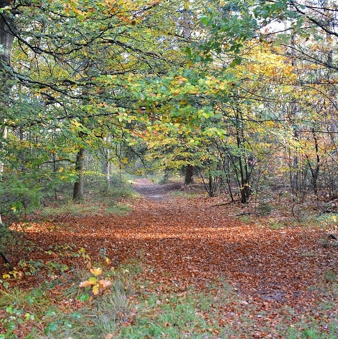 Restaurant in bosrijke omgeving